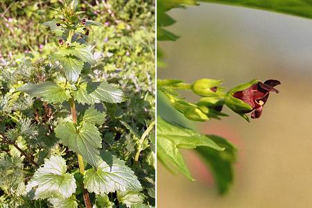 Gianuccio (Corse), 23 avril 2003