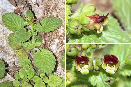 Lortet (Hautes-Pyrénées), 21 avril 2004