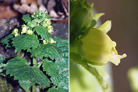 Vosges, mai 2003 / 10 avril 2004