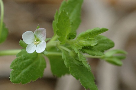 Gémonval (Doubs), 25 août 2010