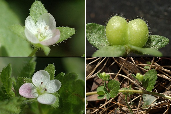 Pau (Pyr�n�es-Atlantiques), 11 mars 2007