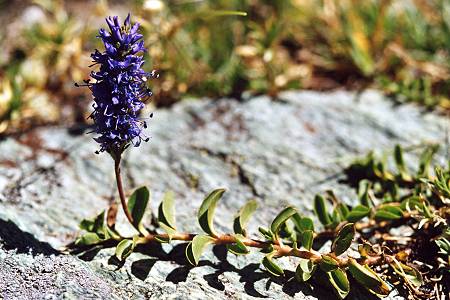 Vers le col d'Urine, Queyras (Hautes-Alpes), 8 juillet 1998