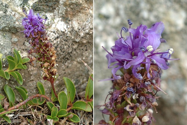 Chenaillet (Hautes-Alpes), 29 avril 2006
