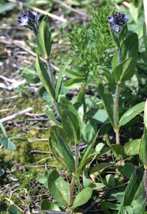 Plan d'Amont (Savoie), 14 juillet 1992