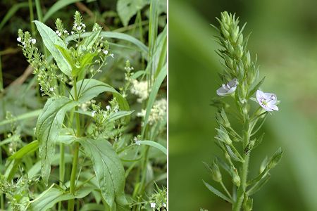 Saint-Julien-lès-Montbéliard (Doubs), 20 juillet 2005