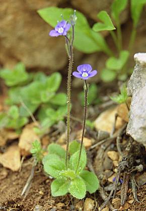 Pas de la Ville, Vercors (Isère), 4 juillet 2004