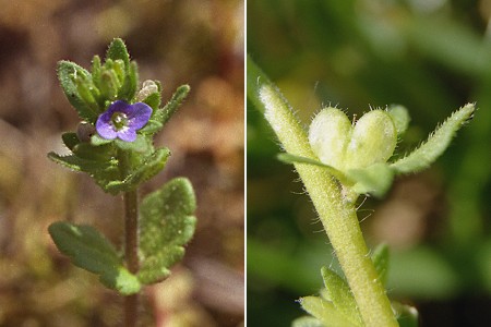 Colombier-Fontaine (Doubs), mai 1997 / Montenois (Doubs), 15 mai 2004