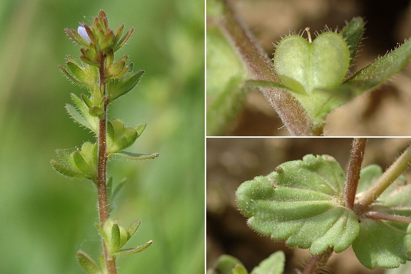 Villers-sous-Saulnot (Haute-Sa�ne), 4 juin 2006