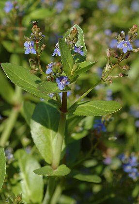 Retenue de Neuf-Riaux (Var), 30 avril 2006