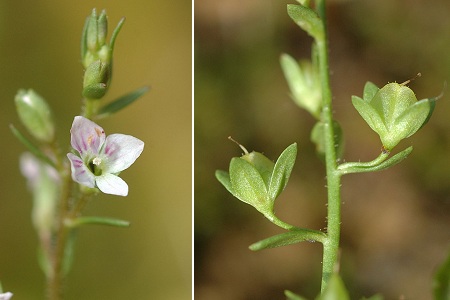 Bart (Doubs), 8 août 2010
