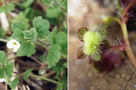 Mireval (Hérault), 14 avril 1996 / Uomo di Cagna (Corse), 24 avril 2003