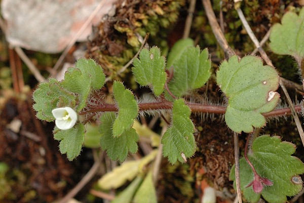 La Bourdonni�re, Marseille (Bouches-du-Rh�ne), 26 f�vrier 2006