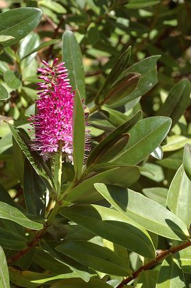 Lascours (Bouches-du-Rhône), 3 mars 2008