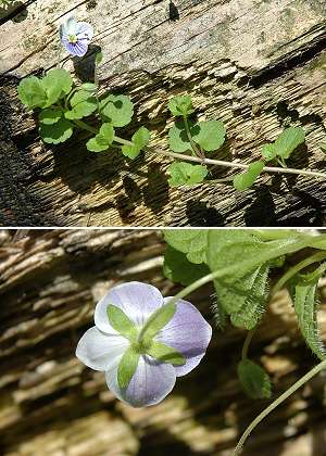 Plancher-les-Mines (Haute-Saône), 30 juillet 2004