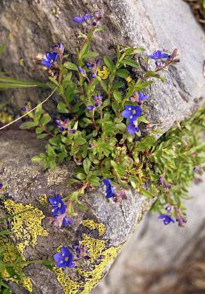Vers le lac Brouffier (Isère), 7 juillet 2004