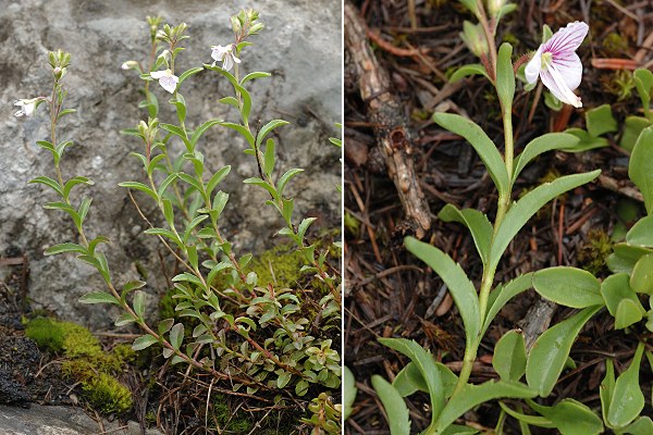 Plateau d'Assy (Haute-Savoie), 5 juillet 2007