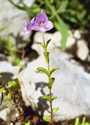 Vers le col de l'Allimas (Isère), 6 juillet 2004