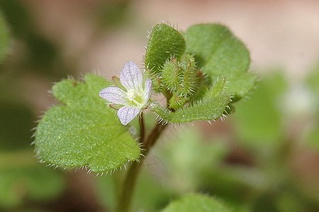 Montenois (Doubs), 23 mars 2005