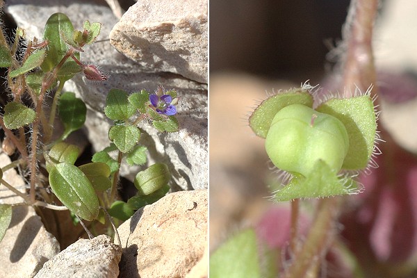 Grand Vallon, Massif d'Allauch (Bouches-du-Rh�ne), 3 mars 2008