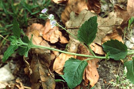 Montenois (Doubs), 26 mai 1991