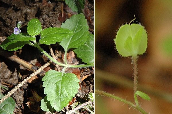 Bretigney (Doubs), 31 mai 2005 / Le Vernoy (Doubs), 24 mai 2006