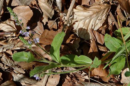 Bretigney (Doubs), 31 mai 2005