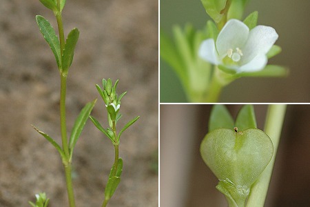Dions (Gard), 12 mars 2007