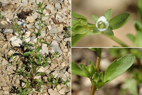 Dambelin (Doubs), 11 mai 2008