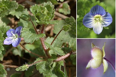 Montenois (Doubs), 20 mars 2005 / Les Cazarels (Hérault), 20 avril 2004
