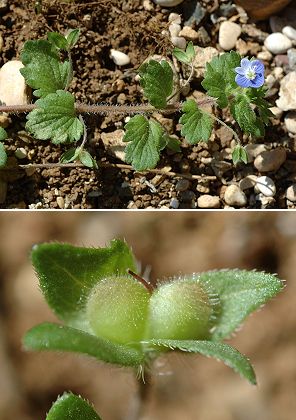 Montenois (Doubs), 4 août 2005
