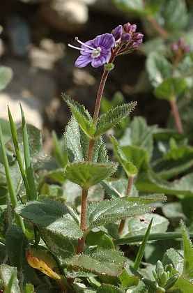 Mont Né (Haute-Garonne), 15 août 2009