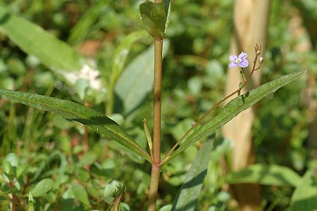 Romanèche (Ain), 4 juillet 2009