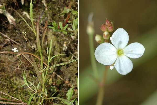 Blussangeaux (Doubs), 6 juin 2007