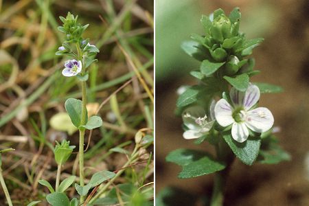 Longevelle (Doubs), 11 octobre 2006 / Montenois (Doubs), 12 juin 1991