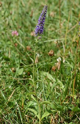 Loulle (Jura), 27 juillet 2013