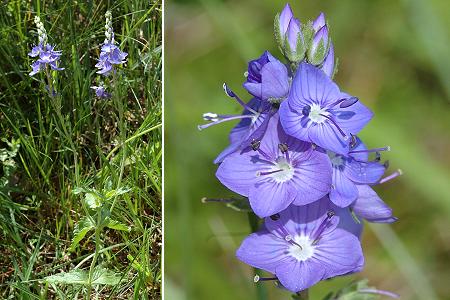Les Roches, Pont-de-Roide (Doubs), 10 juin 2005