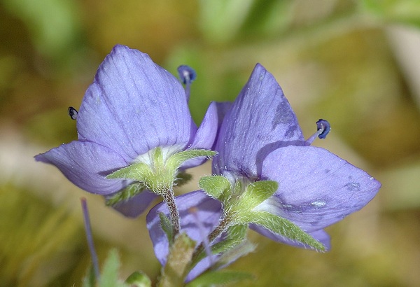 Arcey (Doubs), 31 mai 2006