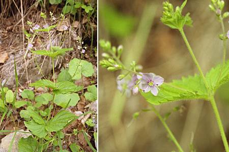 Gresse-en-Vercors (Isère), 4 juillet 2004