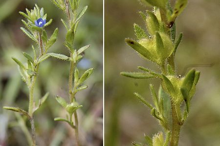 Haguenau (Bas-Rhin), 22 avril 2005