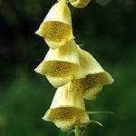 Digitale à grandes fleurs