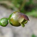 Scrofulaire des Alpes