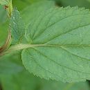 Scrofulaire à oreillettes