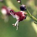 Scrofulaire des chiens