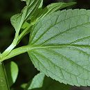 Scrofulaire des lieux ombragés