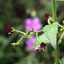 Scrofulaire voyageuse