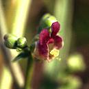 Scrofulaire luisante de Provence