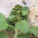 Scrofulaire des Pyrénées