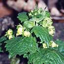 Scrofulaire printanière