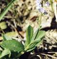 Véronique officinale