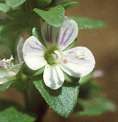 Véronique à feuilles de serpolet